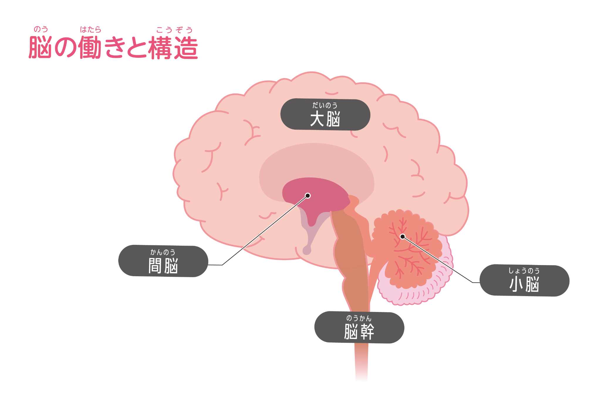 脳の構造