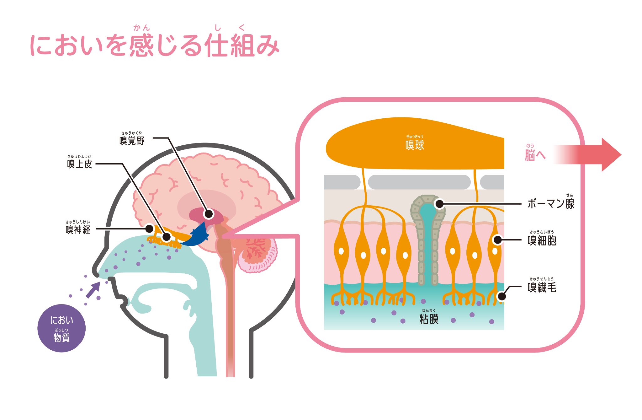 鼻の仕組み
