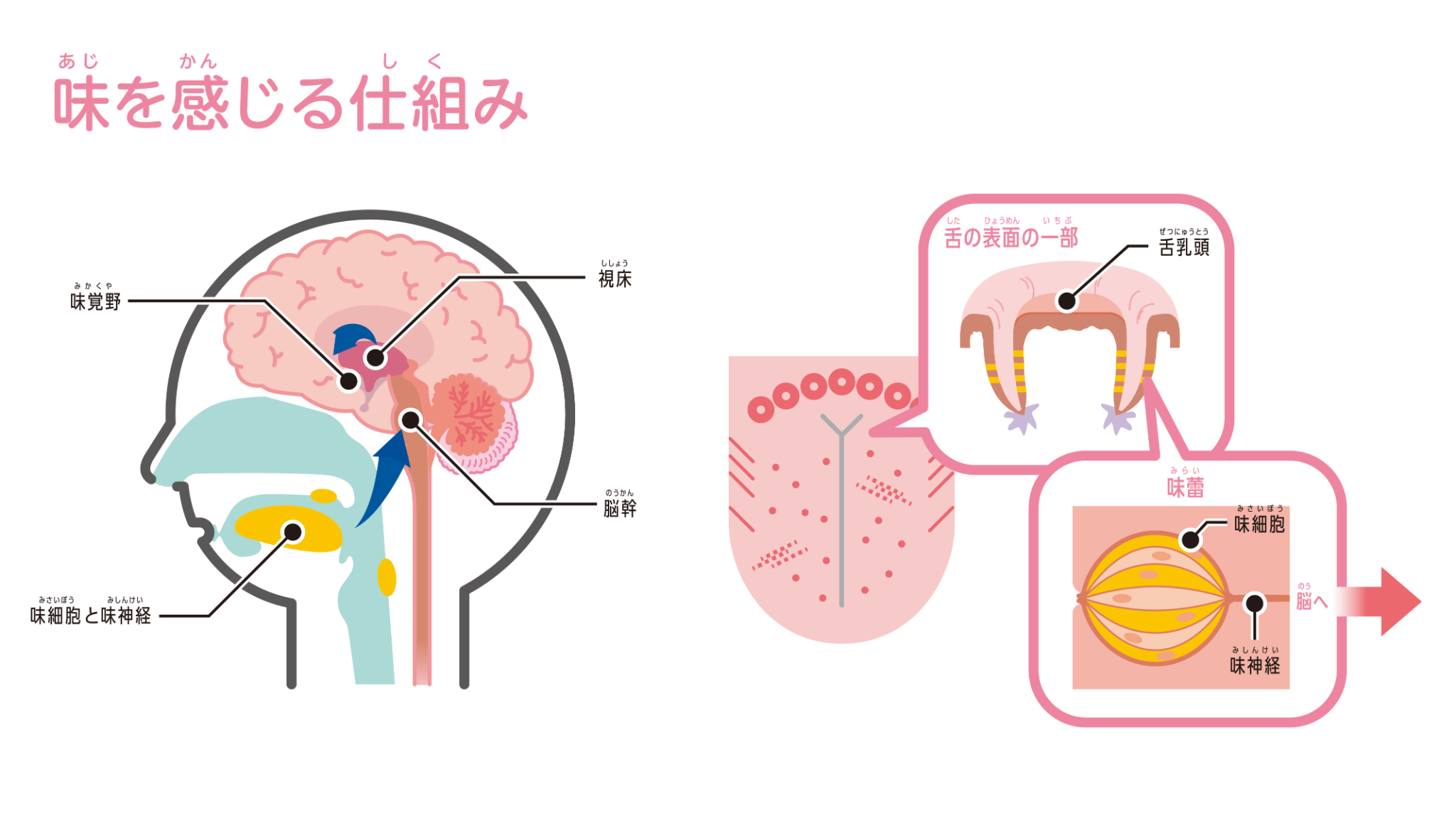 舌の仕組み