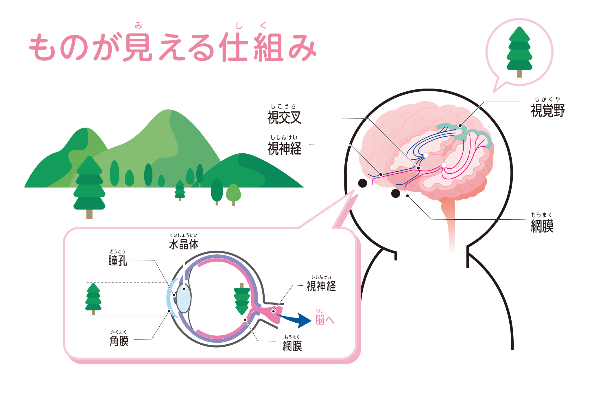 のぞいてごらん
